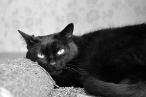 black-cat-1636980_1920