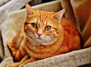 cat-1046544_1920