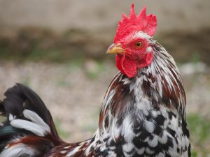 chicken-1478178_1920