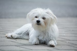 dog-1481270_1280