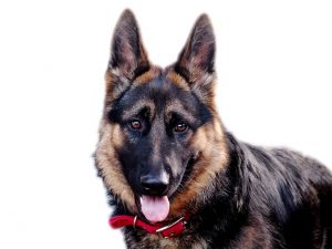 dog-777993_1280