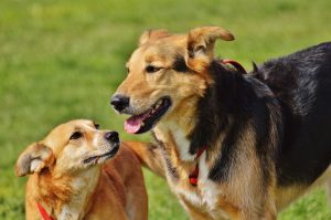dogs-1615909_1920